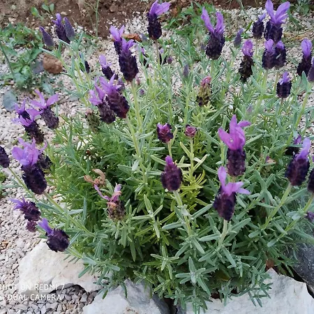 Krka Fairytale Little Castle Lyxtält