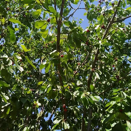 Lyxtält Krka Fairytale Little Castle Skradin