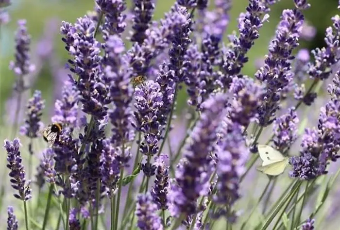 Krka Fairytale Little Castle Luksustelt Skradin